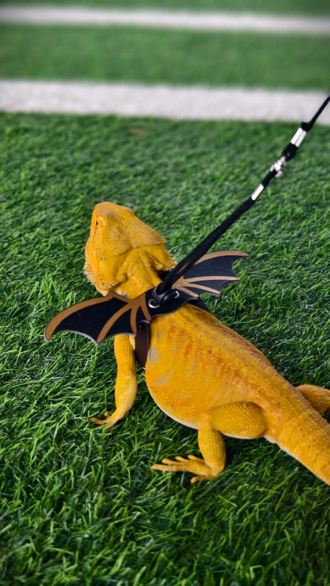 Exploring the Bearded Dragon: Its Unique Charm and Ways of Breeding.