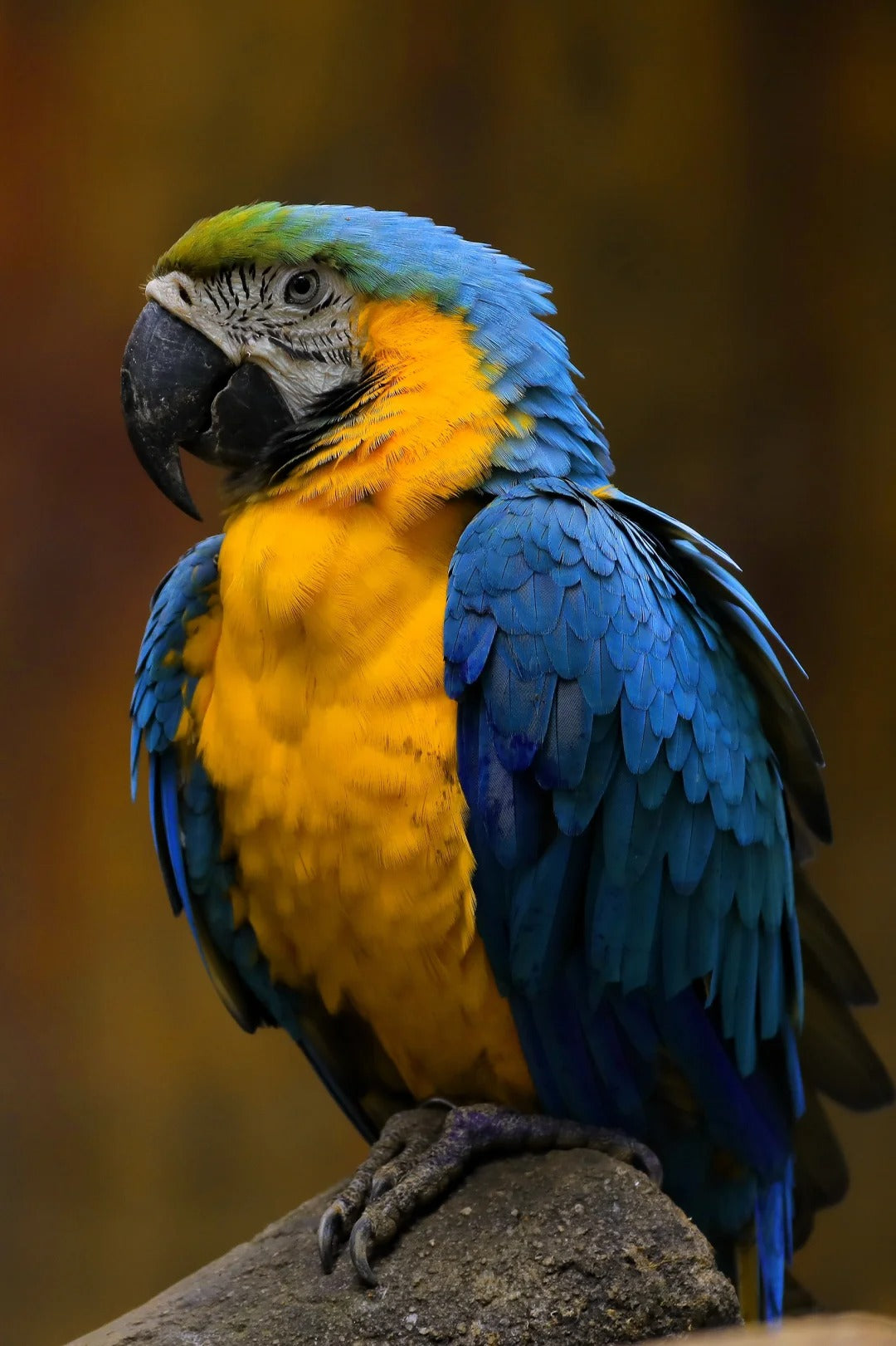 Enter the colorful world of macaws.