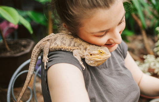 Are Black Soldier Fly Larvae Suitable for Bearded Dragons?