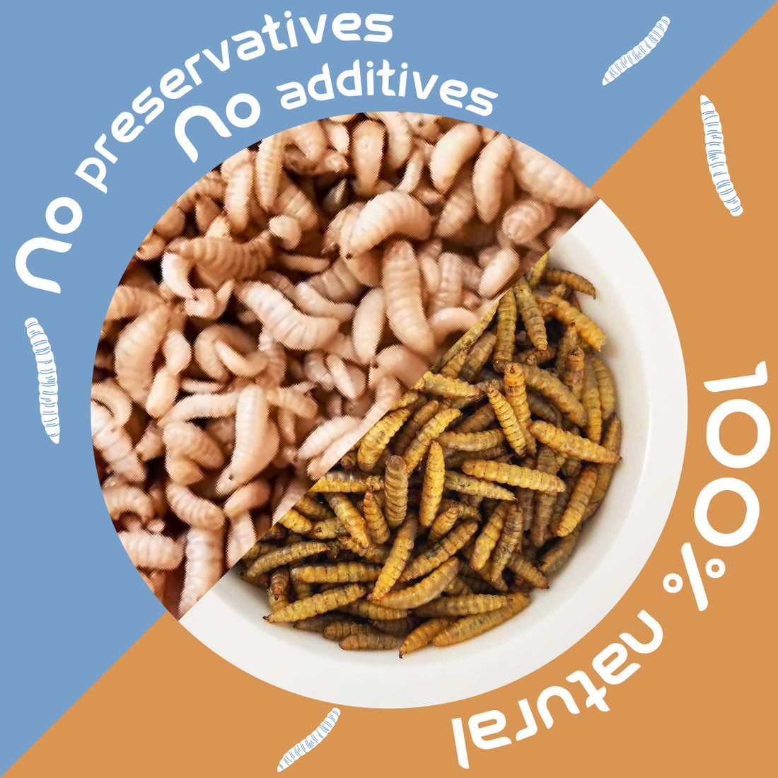 Dried Black Soldier fly pet protein：The new favorite of high-quality protein for raising chickens, birds and fish.